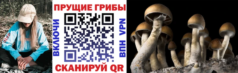 где купить наркоту  Иннополис  Галлюциногенные грибы MAGIC MUSHROOMS 